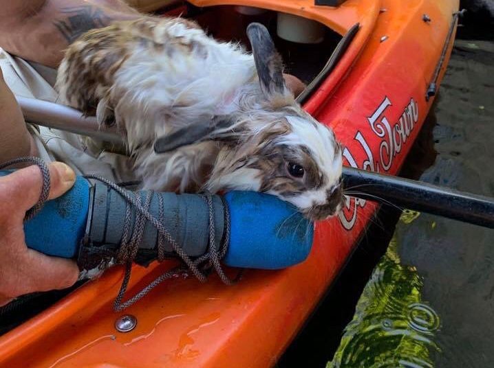 Kayakers rescue rabbit